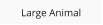 Large Animal