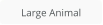 Large Animal
